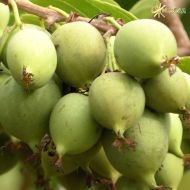 Саджанець Актинідія Фігурна аргута в контейнері